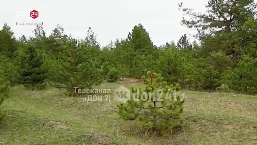 Видео погони: похититель сосен в Каменском районе пытался скрыться от инспекторов