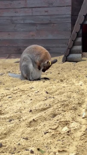 Тайна «гуляющей сумки» раскрыта! Пополнение уже есть