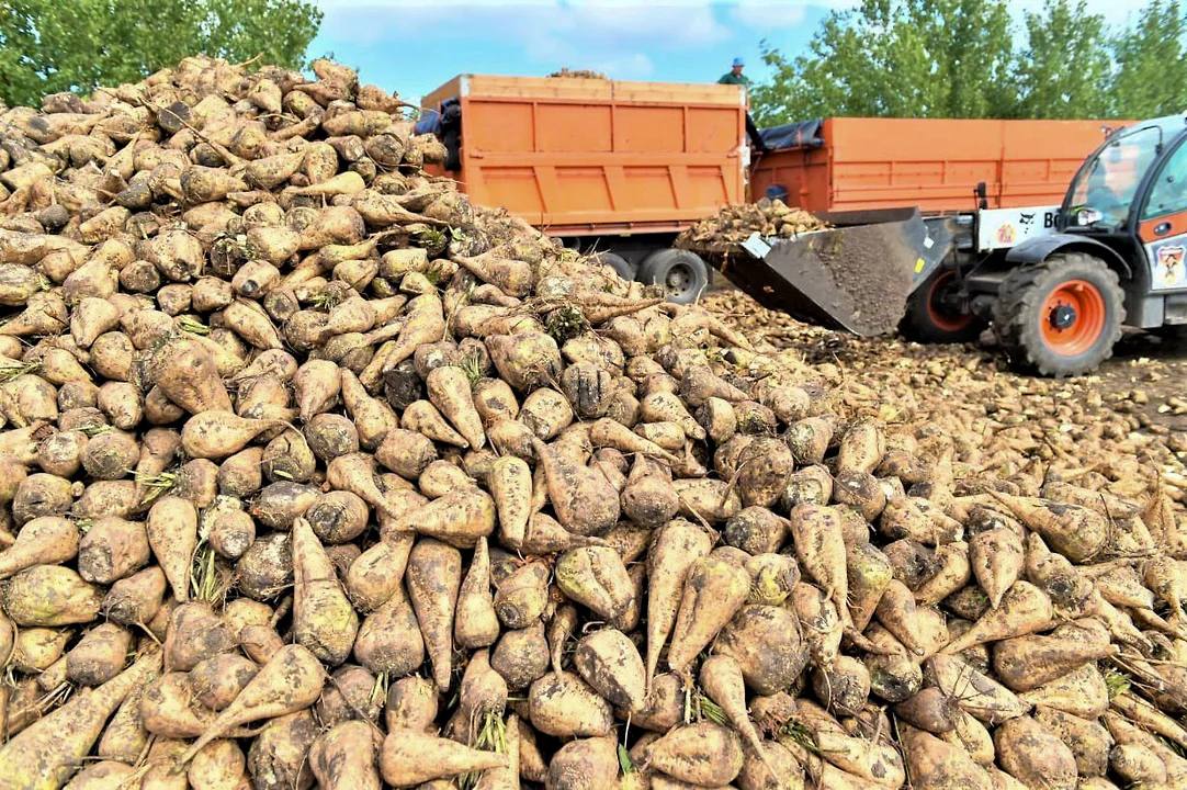 Ростовская область сократила производство сахарной свеклы в 2,1 раза в 2025 году