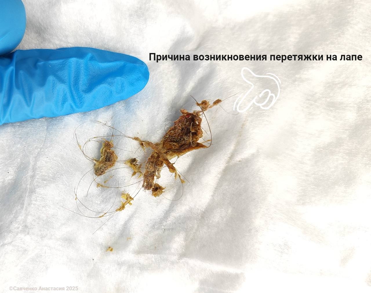 В Ростове черепахе ампутировали лапу из-за намотавшихся на неё волос хозяев В Ростове черепахе ампутировали лапу из-за намотавшихся на неё волос хозяев