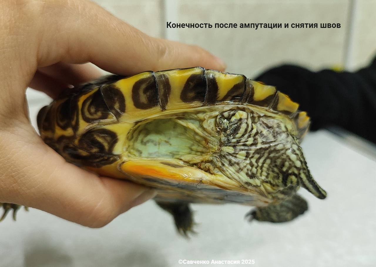 В Ростове черепахе ампутировали лапу из-за намотавшихся на неё волос хозяев В Ростове черепахе ампутировали лапу из-за намотавшихся на неё волос хозяев