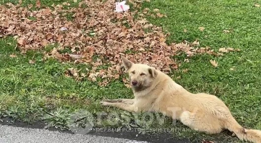 Лучшего «мастера чистоты» выбирают в Ростове