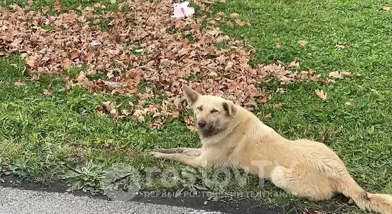 Лучшего «мастера чистоты» выбирают в Ростове