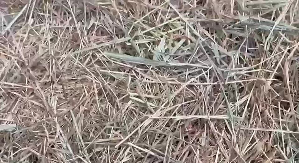 Байбаки к спячке уже готовятся, а осень становится холодной не спешит