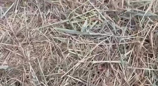 Байбаки к спячке уже готовятся, а осень становится холодной не спешит