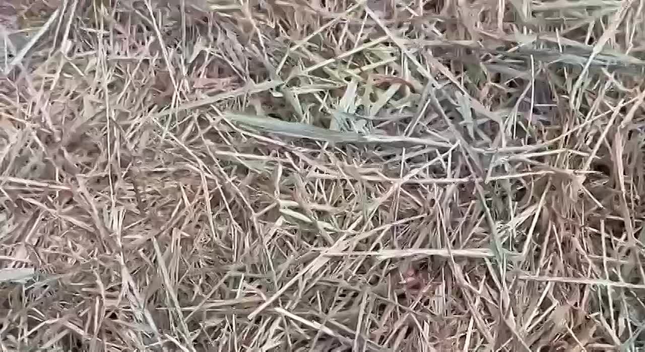 Байбаки к спячке уже готовятся, а осень становится холодной не спешит