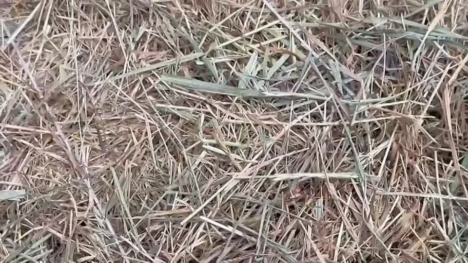 Сурки (байбаки) в Ростовском зоопарке готовятся к спячке, которая начнется в октябре-ноябре