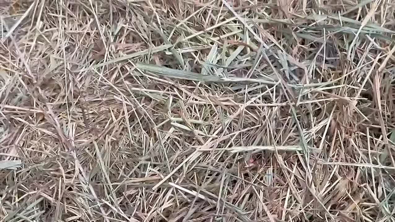 Сурки (байбаки) в Ростовском зоопарке готовятся к спячке, которая начнется в октябре-ноябре