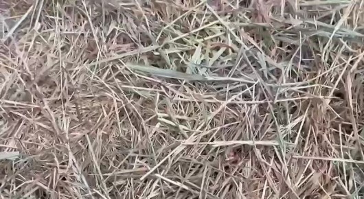 Байбакам в Ростовском зоопарке готовят норки для спячки