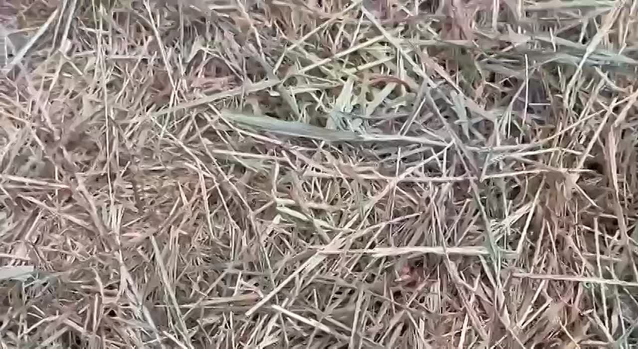 Байбакам в Ростовском зоопарке готовят норки для спячки