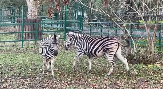 Зебра Адам из Ростовского зоопарка встретил своё 14-летие