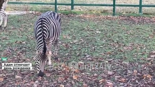 Зебра Адам из Ростовского зоопарка отмечает 14-летие