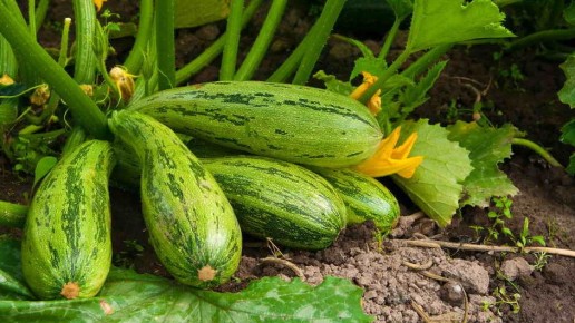 Как полив из ведра через сито спасает кабачки от болезней
