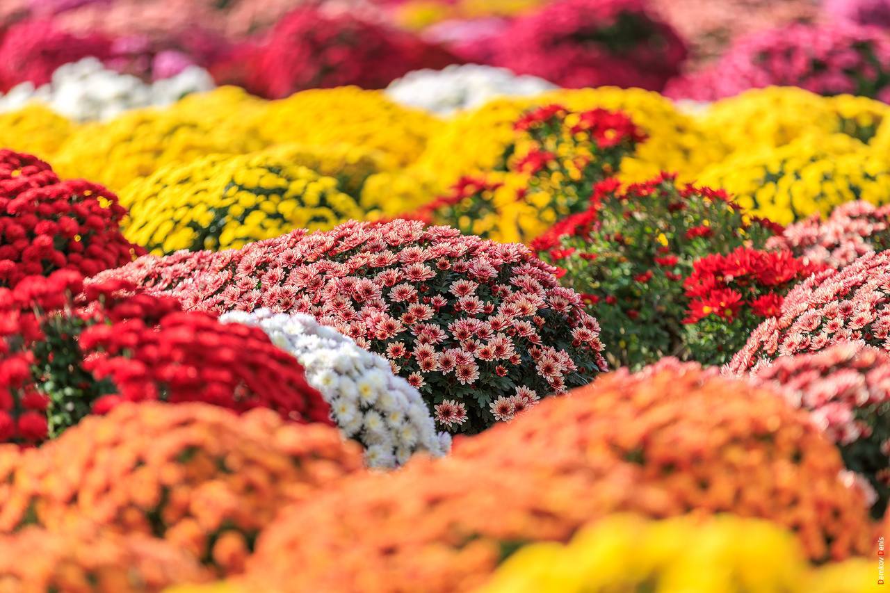 Осень — не время для грусти, это время балов! Осень — не время для грусти, это время балов!