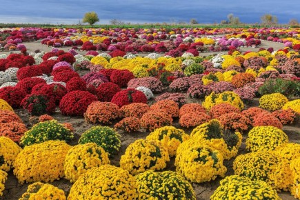 Осень — не время для грусти, это время балов!