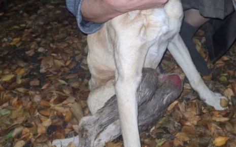 Собака, зашитая в мешок и имеющая огнестрельные ранения, была обнаружена недалеко от Шахт