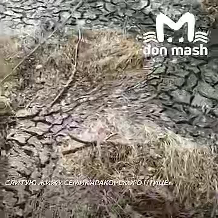 Полицейские нашли в Багаевском районе свалку отходов, которые вывезли с птицекомбината в Семикаракорске