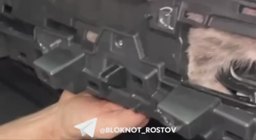 В Ростове в автосалоне спасли котенка, который застрял в приборной панели автомобиля