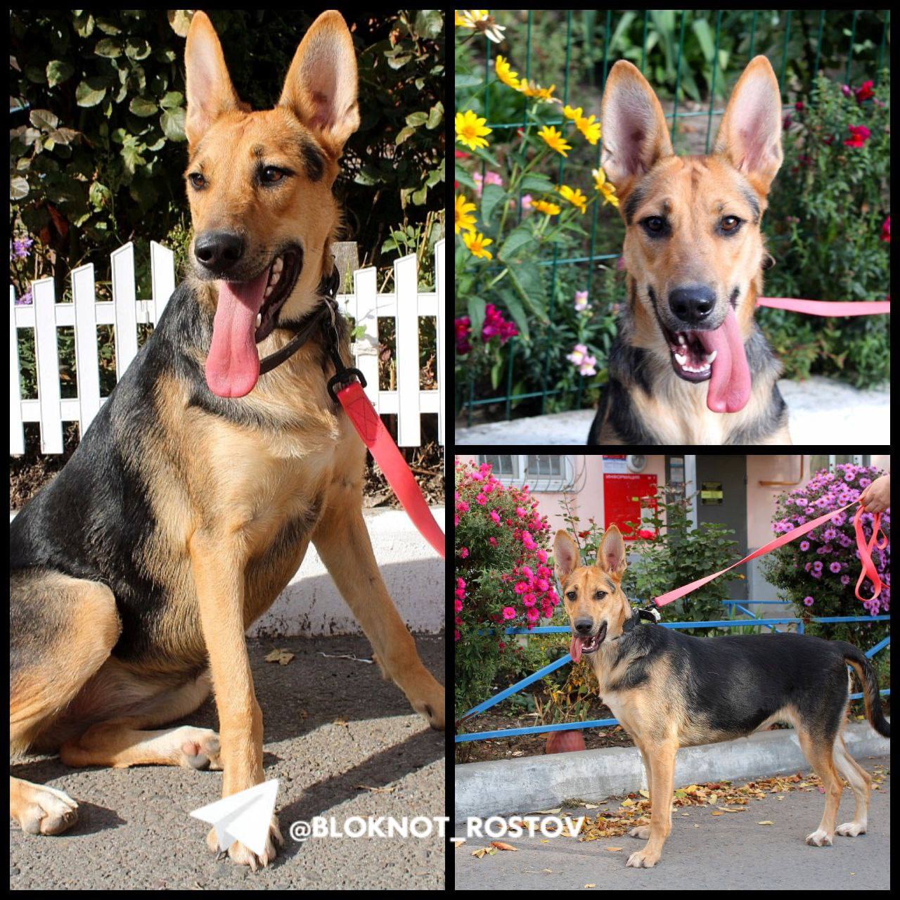 В Ростове-на-Дону очаровательная десятимесячная собачка Молли ищет свою новую семью