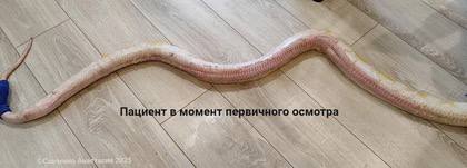 В Ростове выхаживают питона, получившего ожоги из-за коврика в террариуме