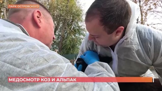 Бруцеллез - опасное инфекционное заболевание, заразиться им могут многие животные - а от них и человек