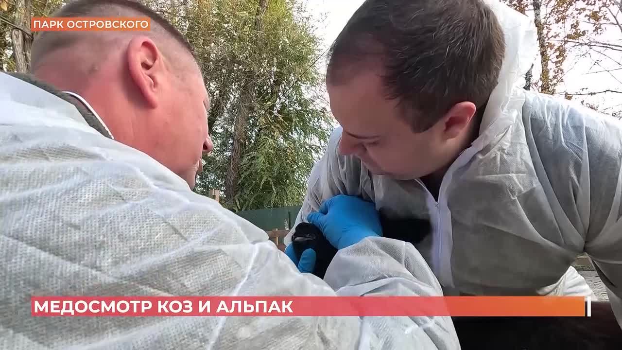 Бруцеллез - опасное инфекционное заболевание, заразиться им могут многие животные - а от них и человек