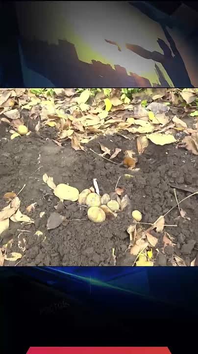 Картошка из семян: чем закончился необычный эксперимент программы «Вершки и корешки»