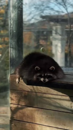 Знакомьтесь, эталонный отдых! Енот из парка птиц «Малинки» проводит выходные, нежась на боку