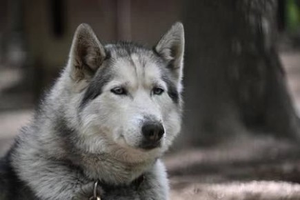 В Таганроге утренний выгул собак закончился судом для двух владельцев животных