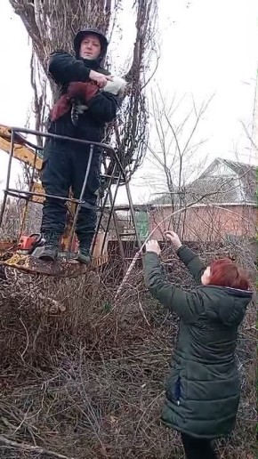 Для спасения кошки с 30-метровой высоты в хуторе Рябичев волонтеры провели спецоперацию с использованием автовышки