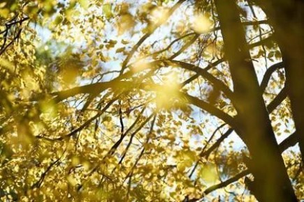 Резкое потепление ожидается в Ростовской области в период с 17 по 23 ноября