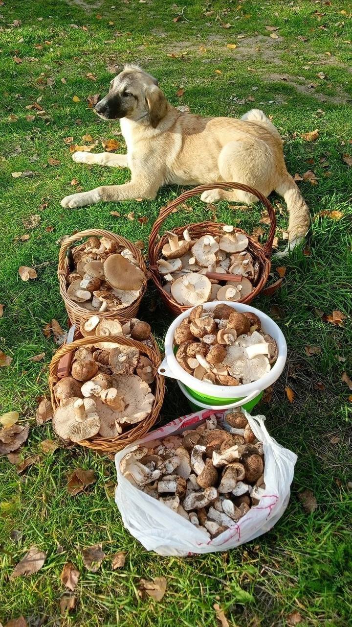 «90 килограммов за одну вылазку!»: Как ростовчанка вместе с подругами штурмует грибные тайники области «90 килограммов за одну вылазку!»: Как ростовчанка вместе с подругами штурмует грибные тайники области