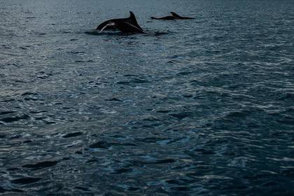 В ноябре в Дону у Ростова заметили дельфинов, хотя обычно они появляются весной