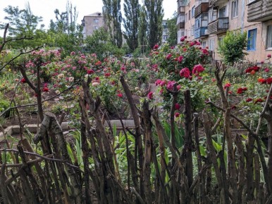 Летнее волшебство: цветущие палисадники многоквартирных домов юга