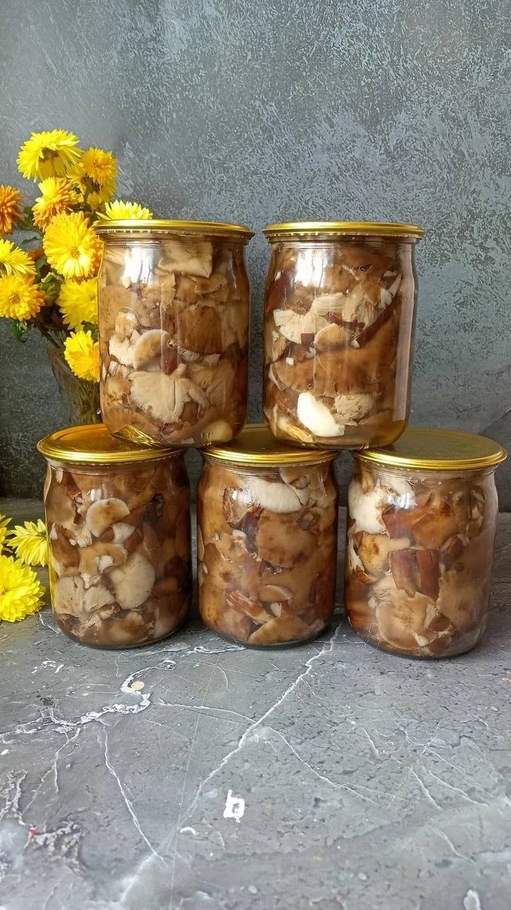 «90 килограммов за одну вылазку!»: Как ростовчанка вместе с подругами штурмует грибные тайники области «90 килограммов за одну вылазку!»: Как ростовчанка вместе с подругами штурмует грибные тайники области