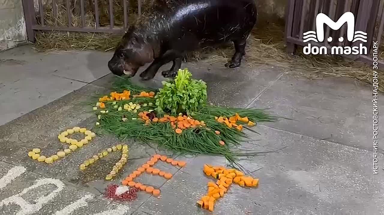 Если вы пойдёте пересматривать "Мадагаскар" после этого видео, то знайте — мы с вами!