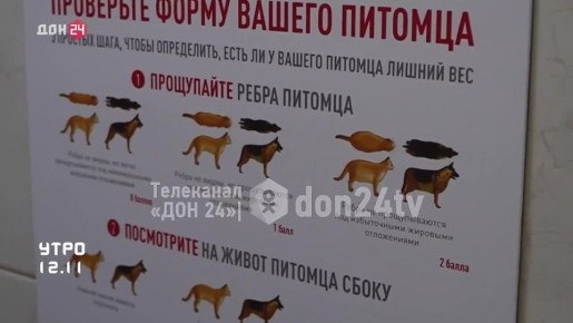 Почему питомец толстеет, даже если мало ест?