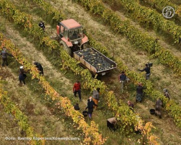 Как господдержка способствует развитию на Дону виноградарства и виноделия