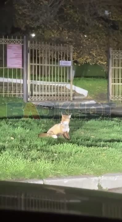 Напуганную лису заметили в центре Азова