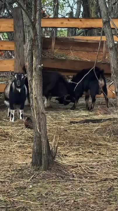 Пока два козлика из «Малинок» что-то делят, бодая друг друга, третий — просто обедает