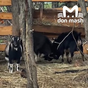 Два козла зарубились на пустом месте, пока третий наблюдал за дракой