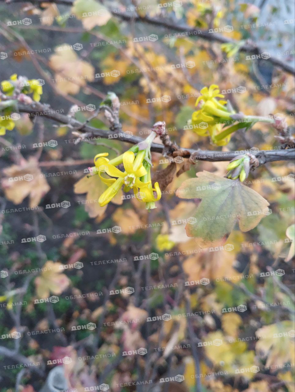 Из-за аномально теплого ноября в огородах зацвела смородина