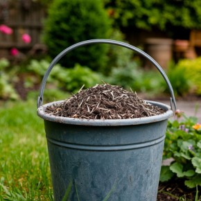 Зола в саду: как избежать вреда от полезного удобрения