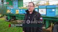 Не жизнь, а мёд: рассказываем историю опытного пчеловода