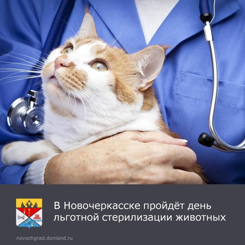 В Новочеркасске, как и во всей Ростовской области, состоится акция по льготной стерилизации животных-компаньонов