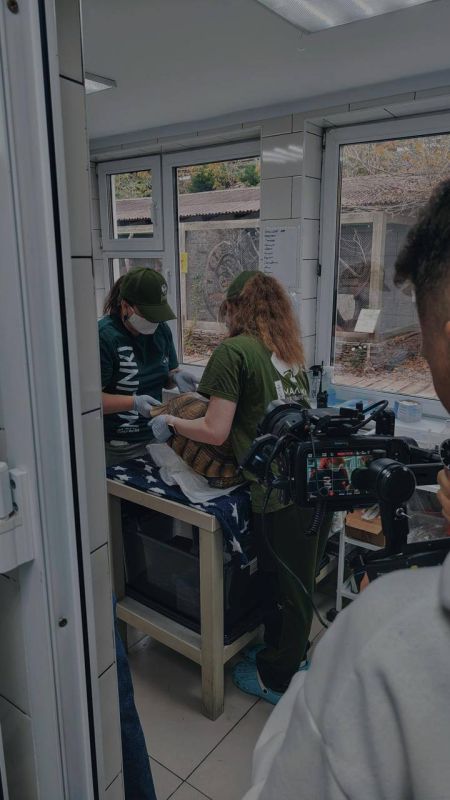 Шпороносная черепаха едва не сгорела заживо из-за неисправной лампочки в парке "Малинки"