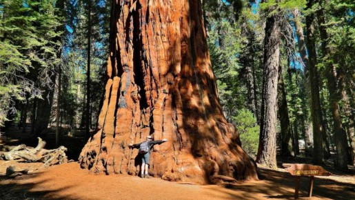 Гиганты природы: самые впечатляющие рекорды среди растений и водорослей