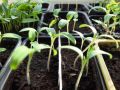 Секреты успешного ухода за сеянцами томатов, перцев и баклажанов