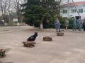 В Песчанокопском районе полицейские познакомили учащихся «полицейских классов» со своими четвероногими напарниками