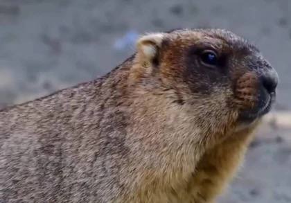 Из-за теплой осени в Ростовском зоопарке медведи и ежи залегли в спячку на 1-2 недели позже обычного Из-за теплой осени в Ростовском зоопарке медведи и ежи залегли в спячку на 1-2 недели позже обычного